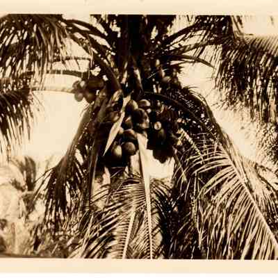 [Palms]