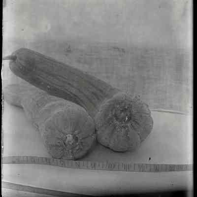 [Sponge Gourd]