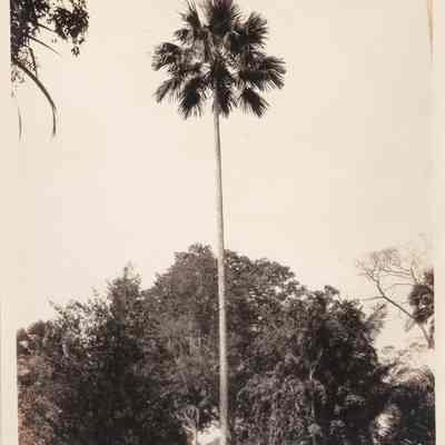Trinidad