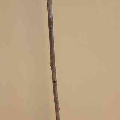 Cane
