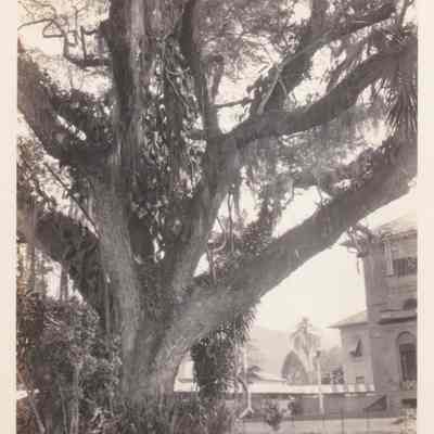 Saman tree loaded with epiphytes Trinidad