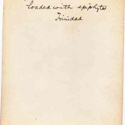 Origformat: Print-Photographic