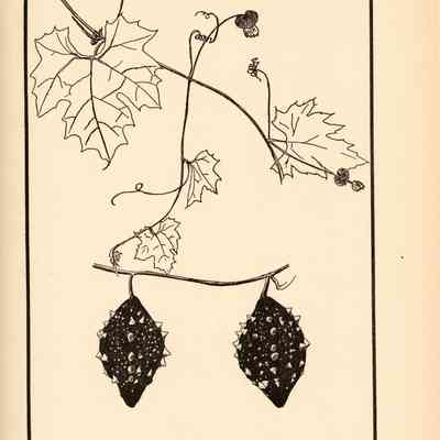 Page 119, The Garden of Gourds