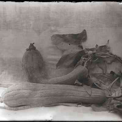 Plant [Luffa Gourdes]