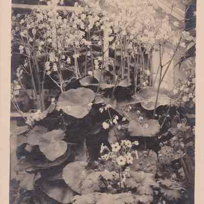 Bagonia. Feb. 12, 1911.