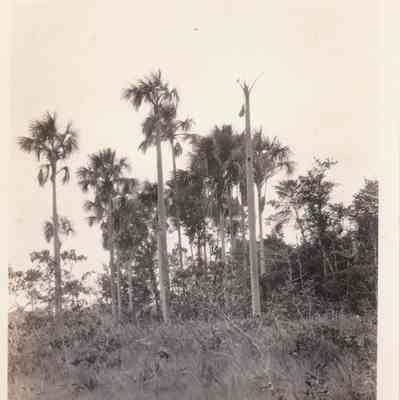Old palms on the edge of a savannah