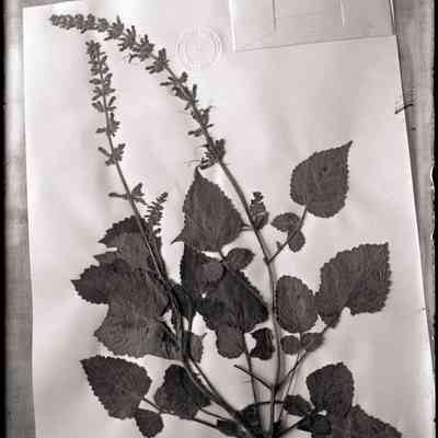Plant ? [Herbarium sheet]