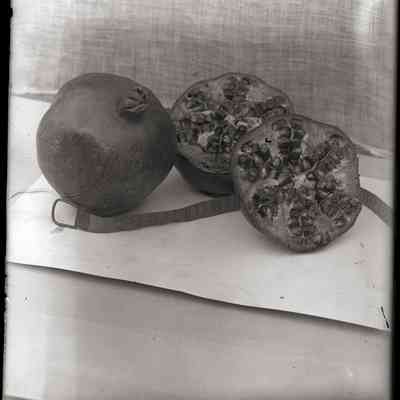Plant [Pomegranates]