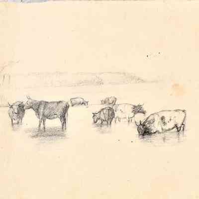 Untitled (Cows in Water) [No date]