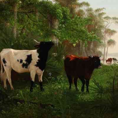 Untitled (Four Cows in Florida) [After 1867]