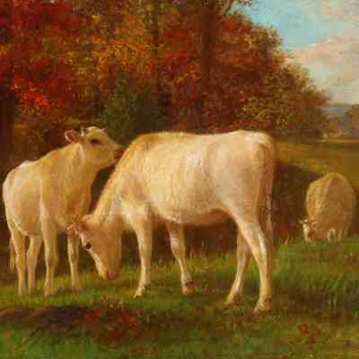 Untitled (Three White Cows) [No date]