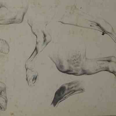 Untitled (Study of Six Horse Legs) [1862]