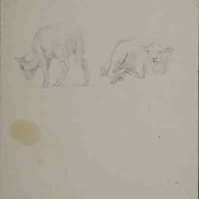 Untitled (Duo of Sheep) [No date]