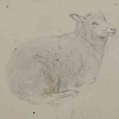 Untitled (Reclining Sheep) [No date]