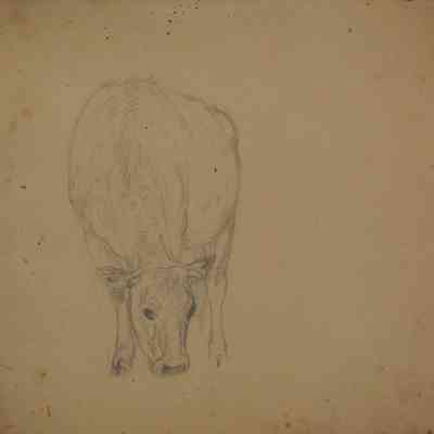 Untitled (Cow Grazing) [No date]