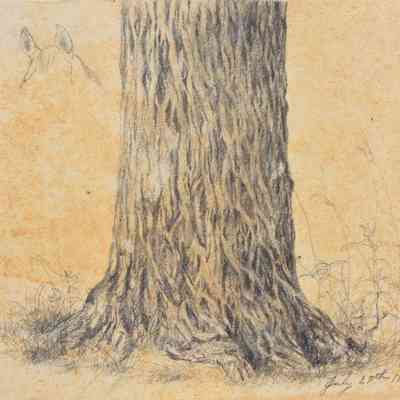 Untitled (Tree Bark) [1868]