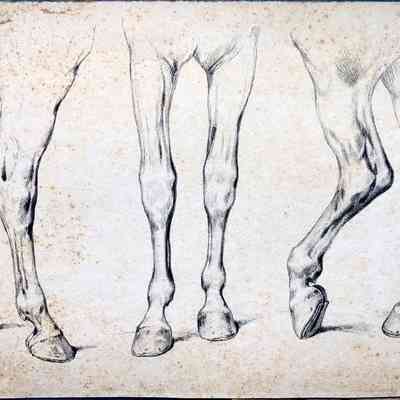 Untitled (Study of Horse Legs and Hooves) [1862]
