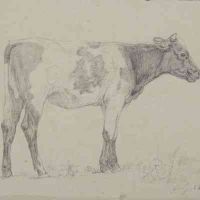 Untitled (Cow in Profile) [1868]