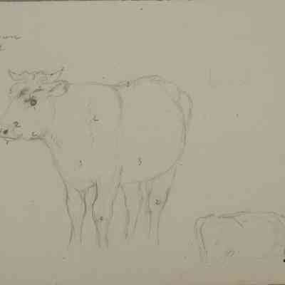 Untitled (Numbered Cow) [No date]