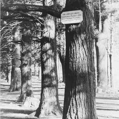 Greeley's Grove
