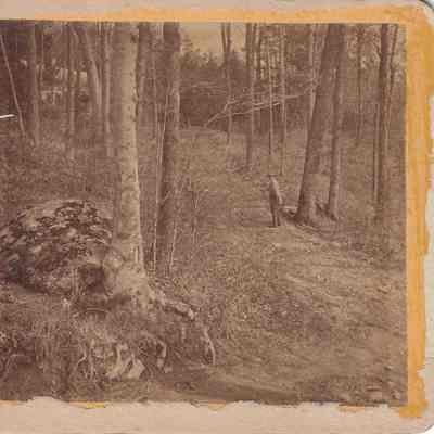 A Path in Horace Greeley's Woods
