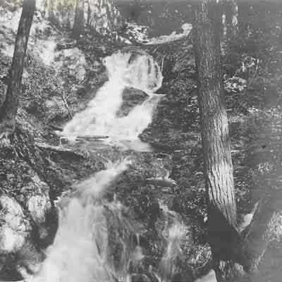 Greeley's Woods