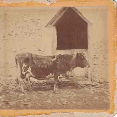 Ox at Horace Greeley's Barn