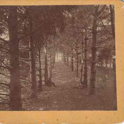 Pine Grove, Circa 1872