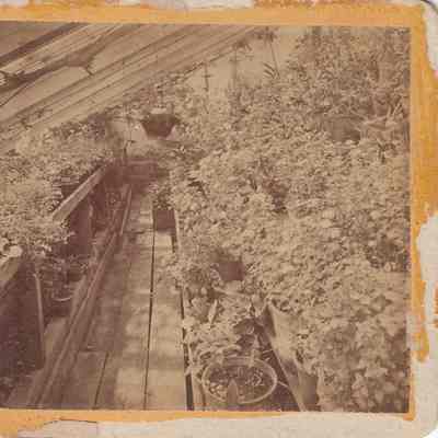 Inside the Greenhouse
