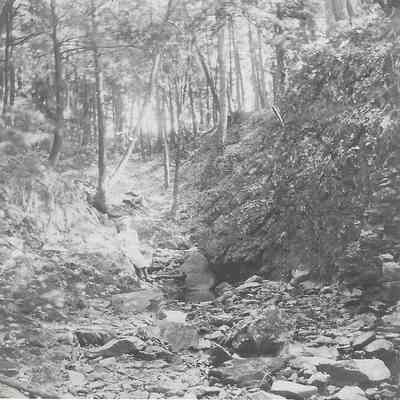 Greeley's Woods