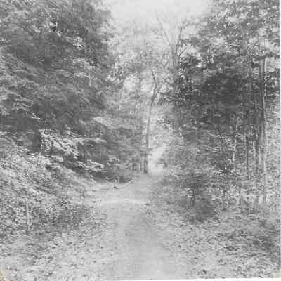 Road in Greeley's Woods