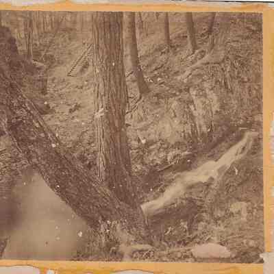 Greeley's Woods