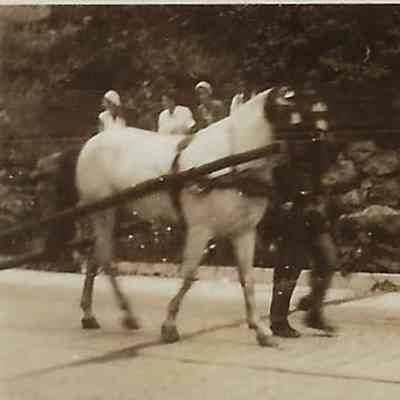 Horse in the Bicentennial Parade