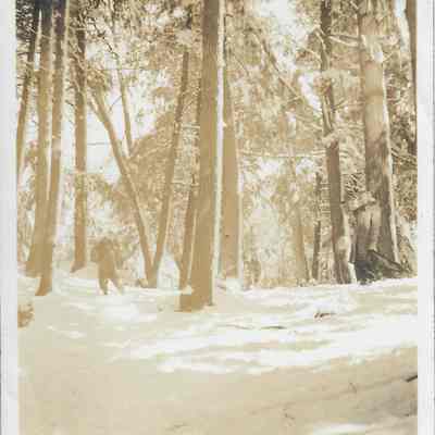 Greeley Woods in the Winter
