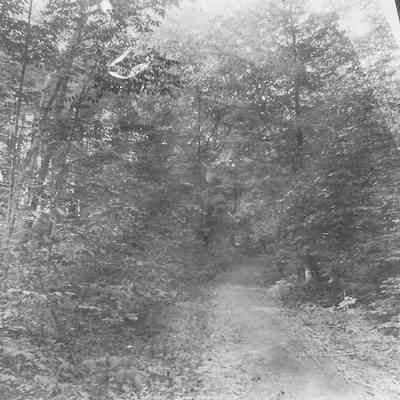 Road in Greeley's Woods