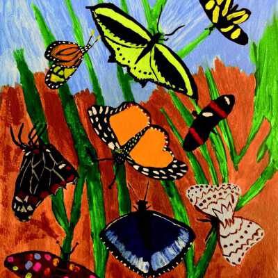 UCSF Memory and Aging Center - Ione Kuhner - Butterflies
