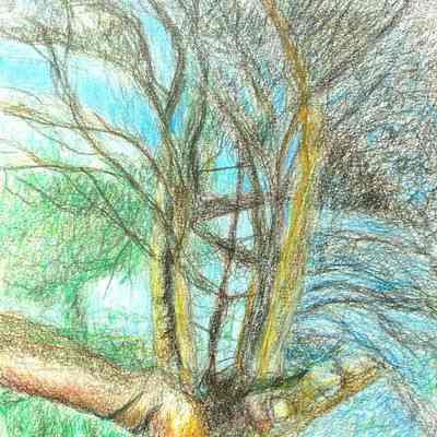 AOSW - Alice Gibbons - Tree in Hand