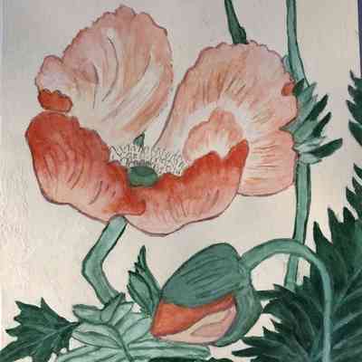 AOSW - Anita Ozaki - Orange Poppy inspired by Koran O'Hara - 8.5x11 gouache on wc paper