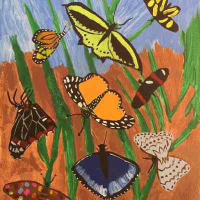 Ione Kuhner - Butterflies - UCSF MAC
