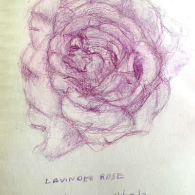 Alice Gibbons - Lavender Rose - Western Park Apts.