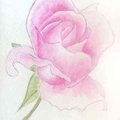 Viamonte - Maya Lawrence - A Rose From My Garden