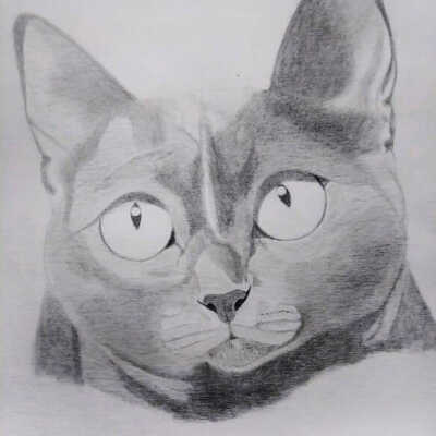 Melinda Allen - Cat Portrait - AWE Open Studios