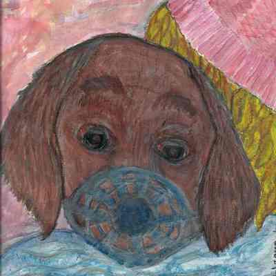 Ukraining dog going to Poland - Pearl Pooner - Mission Plaza