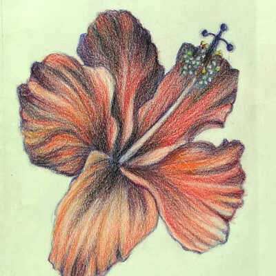 Chieko Lafferty - Hibiscus - Western Park Apts.