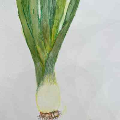 Joanne Prieur - Leeks - Carlisle
