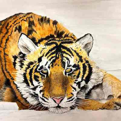 SEQ - Joan Diblin - Tiger