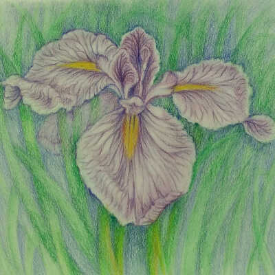 Chieko Lafferty - Japanese Iris - Western Park Apts.