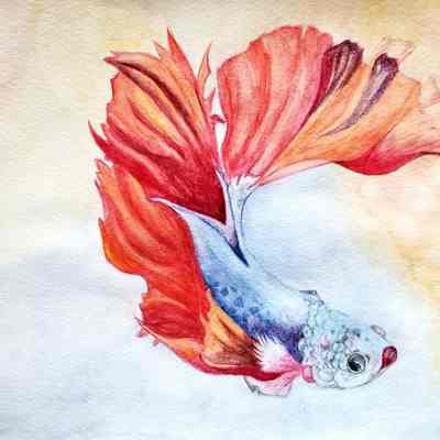 AOSW - Nellie Chen - Watercolour Fish