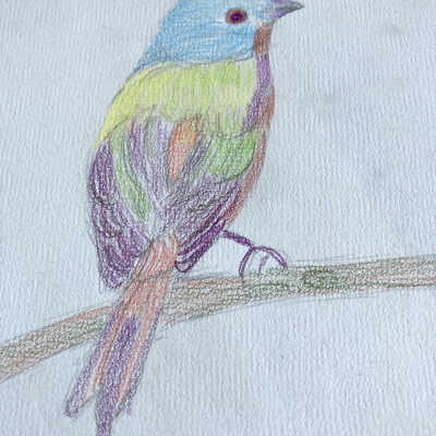 Holly Ito - Bird Drawing - Viamonte Walnut Creek