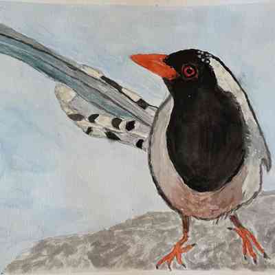 Viamonte - Olivia Moore-Jones - Red-billed Blue Magpie